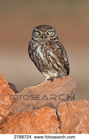 Close-up of Little owl (Athene noctua) on stone View Large Photo Image Picture - Close-up of Little owl (Athene noctua) on stone . Fotosearch
