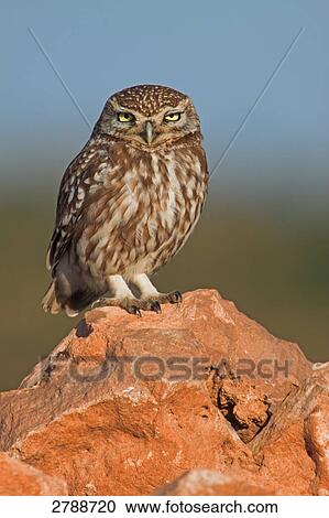 Stock Image - Close-up of Little owl (Athene noctua) on stone . Fotosearch