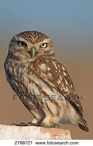 Close-up of Little owl (Athene noctua) on stone View Large Photo Image Stock Image - Close-up of Little owl (Athene noctua) on stone . Fotosearch