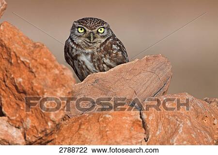 Close-up of Little owl (Athene noctua) on stone View Large Photo Image Stock Image - Close-up of Little owl (Athene noctua) on stone . Fotosearch