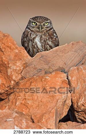 Stock Image - Close-up of Little owl (Athene noctua) on stone . Fotosearch