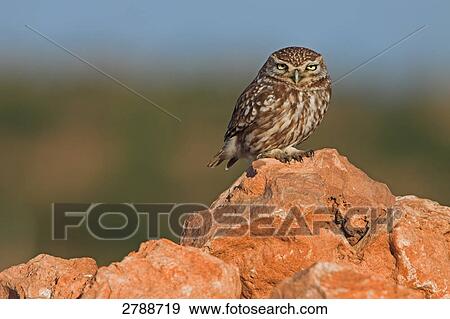 Close-up of Little owl (Athene noctua) on stone View Large Photo Image Stock Photo - Close-up of Little owl (Athene noctua) on stone . Fotosearch