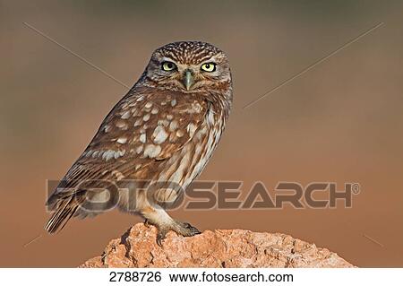 Close-up of Little owl (Athene noctua) on stone View Large Photo Image Stock Photograph - Close-up of Little owl (Athene noctua) on stone . Fotosearch