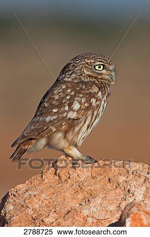 Stock Photography - Close-up of Little owl (Athene noctua) on stone . Fotosearch