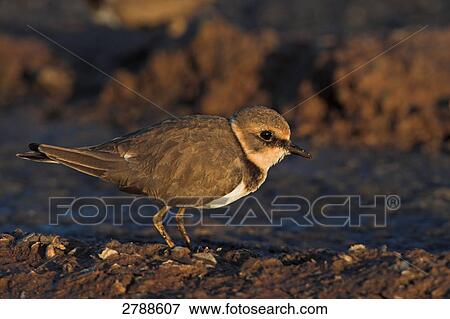 Close-up of Little Ringed Plover (Charadrius dubius) foraging in field View Large Photo Image Stock Photo - Close-up of Little Ringed Plover (Charadrius dubius) foraging in field . Fotosearch
