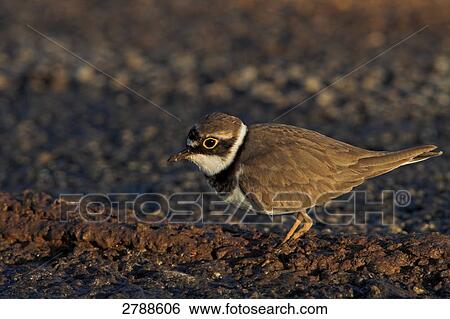 Close-up of Little Ringed Plover (Charadrius dubius) foraging in field View Large Photo Image Stock Photograph - Close-up of Little Ringed Plover (Charadrius dubius) foraging in field . Fotosearch