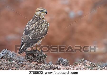 Close-up of Long-legged Buzzard (Buteo rufinus) on stone View Large Photo Image Stock Image - Close-up of Long-legged Buzzard (Buteo rufinus) on stone . Fotosearch
