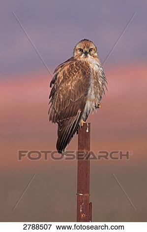 Stock Photo - Close-up of Long-legged Buzzard (Buteo rufinus) perching on wooden post . Fotosearch