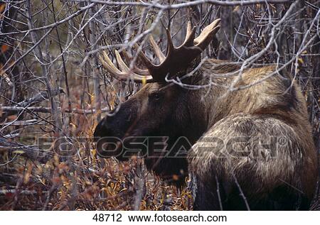 Close-up of male Moose (Alces alces) standing in forest, Richardson Highway, Alaska, USA View Large Photo Image Stock Image - Close-up of male Moose (Alces alces) standing in forest, Richardson Highway, Alaska, USA . Fotosearch