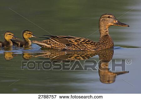 Close-up of Mallard (Anas platyrhynchos) floating on water with ducklings View Large Photo Image Stock Photo - Close-up of Mallard (Anas platyrhynchos) floating on water with ducklings . Fotosearch