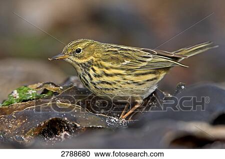 Close-up of Meadow Pipit (Anthus pratensis) foraging in forest View Large Photo Image Stock Image - Close-up of Meadow Pipit (Anthus pratensis) foraging in forest . Fotosearch
