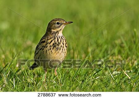 Close-up of Meadow Pipit (Anthus pratensis) in field View Large Photo Image Stock Photo - Close-up of Meadow Pipit (Anthus pratensis) in field . Fotosearch