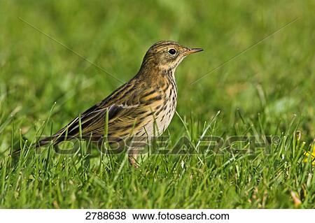 Close-up of Meadow Pipit (Anthus pratensis) in field View Large Photo Image Stock Photo - Close-up of Meadow Pipit (Anthus pratensis) in field . Fotosearch