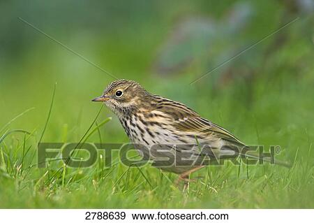 Close-up of Meadow Pipit (Anthus pratensis) foraging in field View Large Photo Image Stock Photo - Close-up of Meadow Pipit (Anthus pratensis) foraging in field . Fotosearch