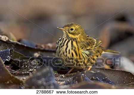 Close-up of Meadow Pipit (Anthus pratensis) on leaf View Large Photo Image Stock Photo - Close-up of Meadow Pipit (Anthus pratensis) on leaf . Fotosearch