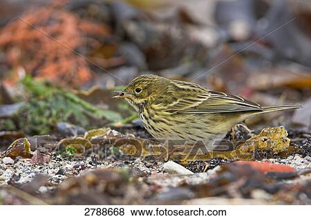 Close-up of Meadow Pipit (Anthus pratensis) foraging in field View Large Photo Image Stock Photo - Close-up of Meadow Pipit (Anthus pratensis) foraging in field . Fotosearch