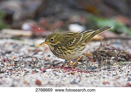 Close-up of Meadow Pipit (Anthus pratensis) foraging in field View Large Photo Image Stock Photo - Close-up of Meadow Pipit (Anthus pratensis) foraging in field . Fotosearch