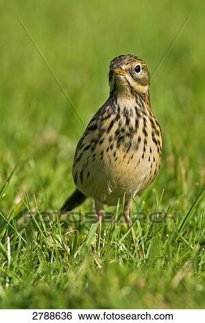 Stock Photograph - Close-up of Meadow Pipit (Anthus pratensis) in field . Fotosearch