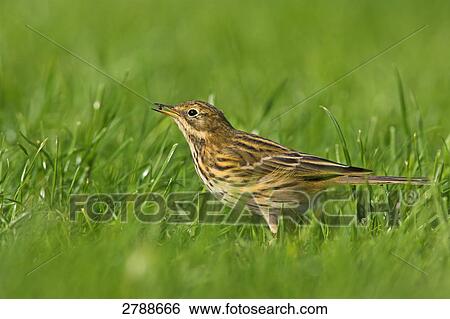 Close-up of Meadow Pipit (Anthus pratensis) in field View Large Photo Image Stock Photograph - Close-up of Meadow Pipit (Anthus pratensis) in field . Fotosearch