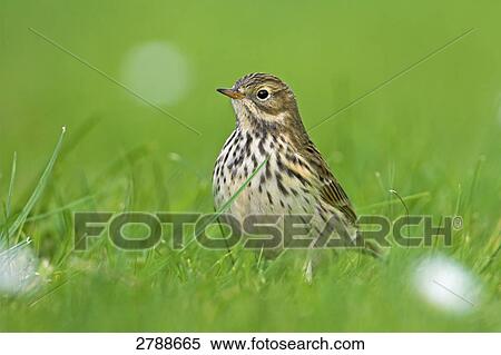 Close-up of Meadow Pipit (Anthus pratensis) in field View Large Photo Image Stock Photography - Close-up of Meadow Pipit (Anthus pratensis) in field . Fotosearch