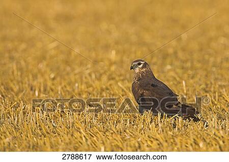 Close-up of Montagu's Harrier (Circus pygargus) in field View Large Photo Image Stock Photo - Close-up of Montagu's Harrier (Circus pygargus) in field . Fotosearch