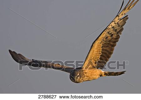 Close-up of Montagu's Harrier (Circus pygargus) in flight View Large Photo Image Stock Photo - Close-up of Montagu's Harrier (Circus pygargus) in flight . Fotosearch