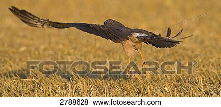 Close-up of Montagu's Harrier (Circus pygargus) flying over cornfield View Large Photo Image Stock Photo - Close-up of Montagu's Harrier (Circus pygargus) flying over cornfield . Fotosearch