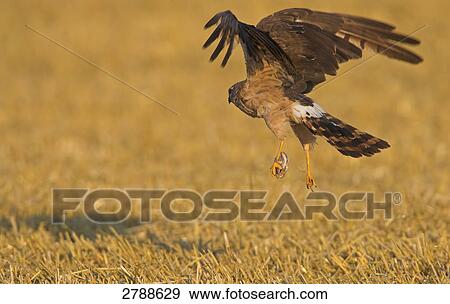 Close-up of Montagu's Harrier (Circus pygargus) flying over cornfield View Large Photo Image Stock Photo - Close-up of Montagu's Harrier (Circus pygargus) flying over cornfield . Fotosearch