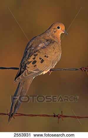 Stock Image - Close-up of Mourning Dove (Zenaida macroura) perching on barbwire . Fotosearch