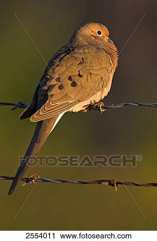 Stock Image - Close-up of Mourning Dove (Zenaida macroura) perching on barbwire . Fotosearch
