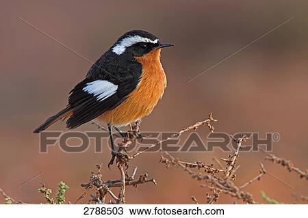 Close-up of Moussier's Redstart (Phoenicurus moussieri) perching on branch View Large Photo Image Stock Image - Close-up of Moussier's Redstart (Phoenicurus moussieri) perching on branch . Fotosearch