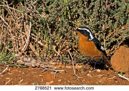 Close-up of Moussier's Redstart (Phoenicurus moussieri) in field View Large Photo Image Stock Image - Close-up of Moussier's Redstart (Phoenicurus moussieri) in field . Fotosearch