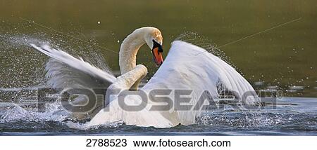 Close-up of Mute Swan (Cygnus Olor) spreading its wings in lake View Large Photo Image Stock Image - Close-up of Mute Swan (Cygnus Olor) spreading its wings in lake . Fotosearch