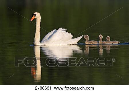 Stock Image - Close-up of Mute Swan (Cygnus Olor) floating on water with its goslings . Fotosearch