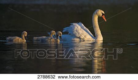Stock Image - Close-up of Mute Swan (Cygnus Olor) floating on water with its goslings . Fotosearch