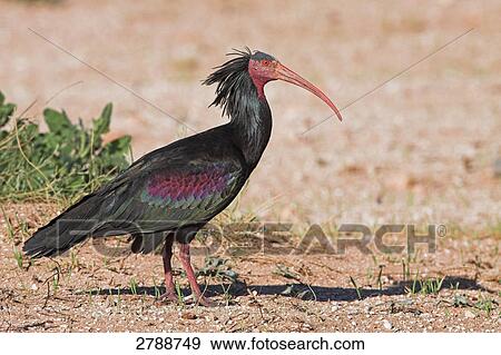 Stock Photo - Close-up of Northern Bald Ibis (Geronticus eremita) in desert . Fotosearch
