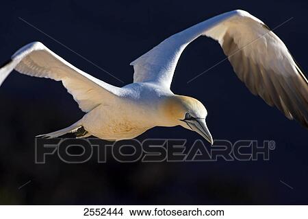 Close-up of Northern Gannet (Morus bassanus) in flight View Large Photo Image Picture - Close-up of Northern Gannet (Morus bassanus) in flight . Fotosearch