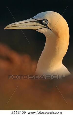 Close-up of Northern Gannet (Morus bassanus) View Large Photo Image Stock Photo - Close-up of Northern Gannet (Morus bassanus) . Fotosearch