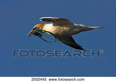Close-up of Northern Gannet (Morus bassanus) in flight View Large Photo Image Stock Photography - Close-up of Northern Gannet (Morus bassanus) in flight . Fotosearch