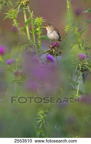 Close-up of Olivaceous Warbler (Hippolais Pallida) perching on flower View Large Photo Image Stock Image - Close-up of Olivaceous Warbler (Hippolais Pallida) perching on flower . Fotosearch