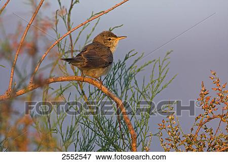 Stock Photo - Close-up of Olivaceous Warbler (Hippolais pallida) perching on stem . Fotosearch