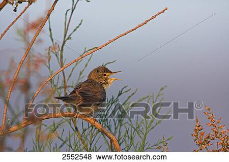 Close-up of Olivaceous Warbler (Hippolais pallida) perching on stem View Large Photo Image Stock Photo - Close-up of Olivaceous Warbler (Hippolais pallida) perching on stem . Fotosearch