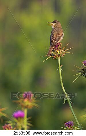 Close-up of Olivaceous Warbler (Hippolais Pallida) perching on flower View Large Photo Image Stock Photo - Close-up of Olivaceous Warbler (Hippolais Pallida) perching on flower . Fotosearch
