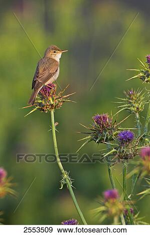 Close-up of Olivaceous Warbler (Hippolais Pallida) perching on flower View Large Photo Image Stock Photo - Close-up of Olivaceous Warbler (Hippolais Pallida) perching on flower . Fotosearch