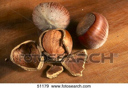 Close-up of open hazelnuts View Large Photo Image Stock Photo - Close-up of open hazelnuts . Fotosearch