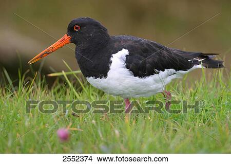 Close-up of Oystercatcher bird in field View Large Photo Image Picture - Close-up of Oystercatcher bird in field . Fotosearch