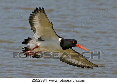 Close-up of Oystercatcher bird in flight View Large Photo Image Picture - Close-up of Oystercatcher bird in flight . Fotosearch
