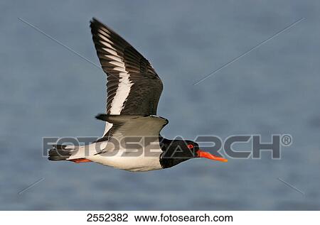 Close-up of Oystercatcher bird in flight View Large Photo Image Stock Image - Close-up of Oystercatcher bird in flight . Fotosearch