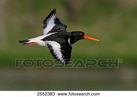 Stock Image - Close-up of Oystercatcher bird in flight . Fotosearch