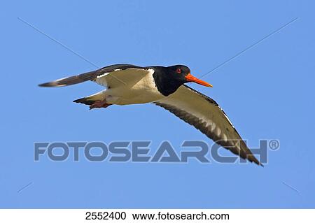 Stock Image - Close-up of Oystercatcher bird in flight . Fotosearch